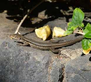 Besuch im Restaurant Tinguaro