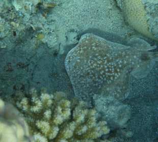 Schnorcheln Nabq Bay	
