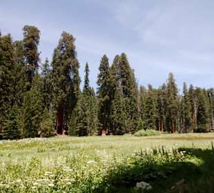 Round Meadow am Big Trees Trail