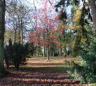 Herbst im Park