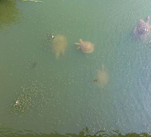 Riesenweichschildkröten ca. 300 Meter am Strand entlang