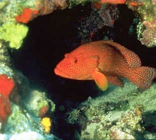 Tauchen & Schnorcheln Hausriff Hurghada-Amy Reisen