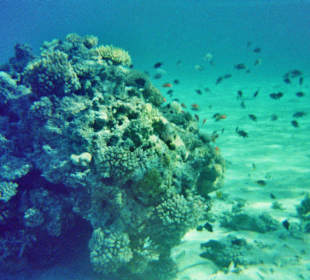 Schnorcheln bei Hurghada