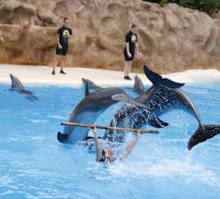 Loro Parque 