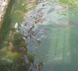 Las carpas del Alcázar de Sevilla