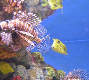 New England Aquarium in Boston