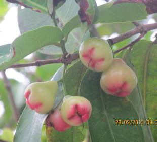 Thailändischer Apfel