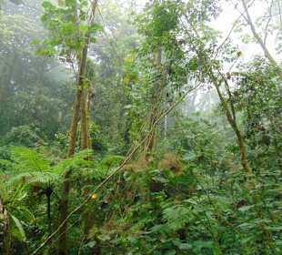 La Paz Waterfall Gardens