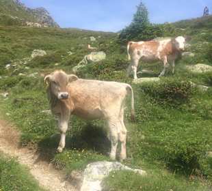 Begegnung bei idyllischer Bergwanderung