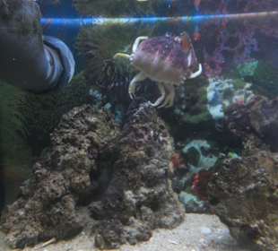 Old Town Aquarium, Rhodos