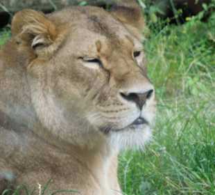 Serengeti Park Hodenhagen