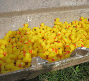 Nur Enten