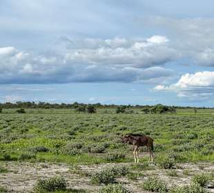 Etosha Park Natur