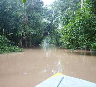 Bootsfahrt auf dem Kinabatangan zum Ox-Bow See