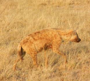Hyäne auf der Pirsch