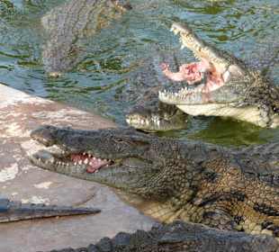 Krokodile bei der Fütterung