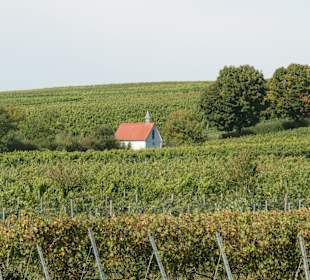 Bei einer Weinbergswanderung bei Sommerach