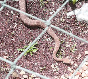 Happ Reptilien Zoo