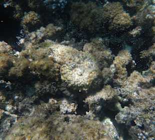 Steinfisch am 1. Hotelriff