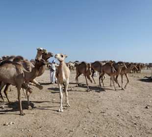Kamelmartkt