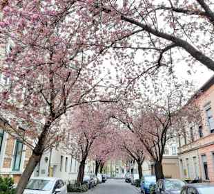 Altstadt Bonn 