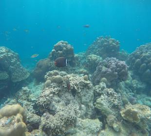 Andaman Snorkel Discovery
