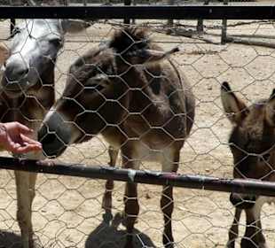 Streichelzoo in Park