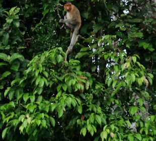 Proboscis Affe am Kinabatangan River