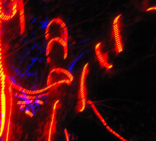 Wirrwar in den Bäumen