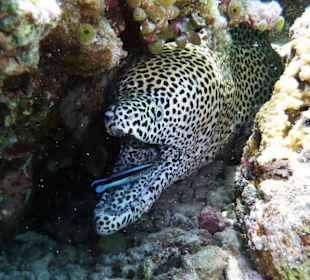 Schwarztupfen-Muräne