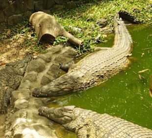 Krokodile halten Mittagsschlaf