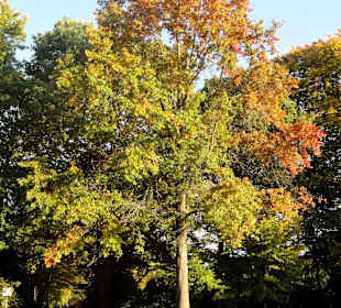 Herbstspaziergang durch den Schlosspark