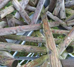 Holzverkleidung des Baumwipfelpfades