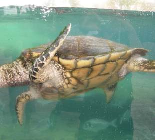 Schildkröten im Aquarium Palma