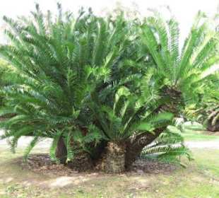 Botanischer Garten, Adelaide