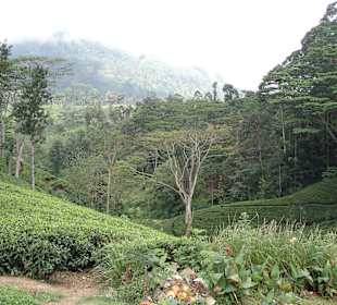 Tee soweit das Auge reicht