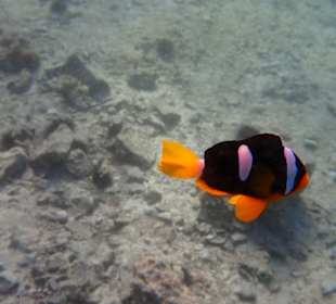 Unterwasserwelt Musandam