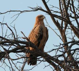 Raubadler Bereich Polentswa