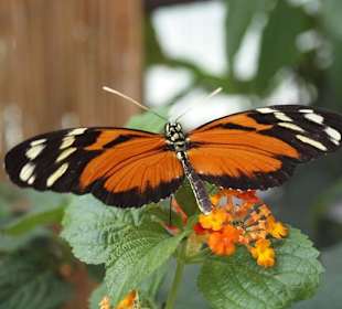 Doris-Falter Südamerika