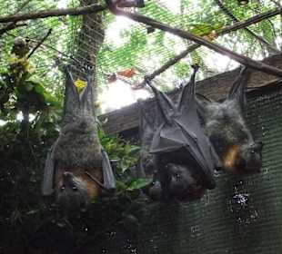 Zoobesuch bei Brisbane