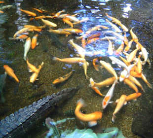 Koi`s mit Alligator