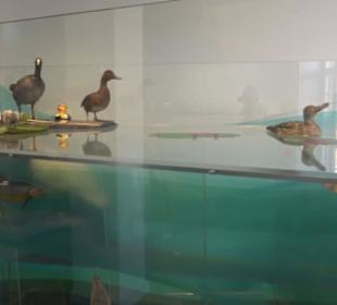 Museum für Naturkunde