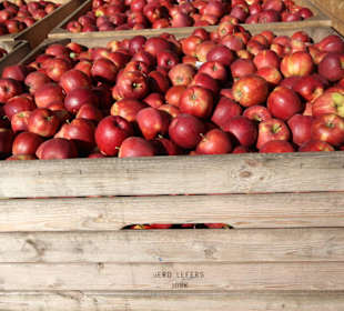 Frische Apfelernte