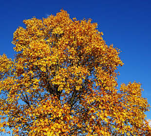 Rundgang durch den Botanischen Garten Hamburg