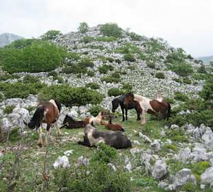 Wildpferde im Biokovo-Park