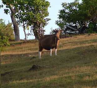 Die Kuh vom Dreamland Beach