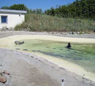 In der Seehundaufzuchtsstation!