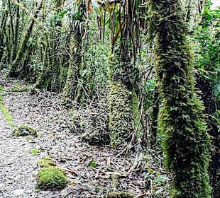 Podocarpus Nationalpark