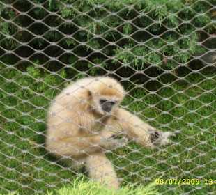 Urokliwe krakowskie ZOO.