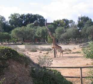 Giraffe